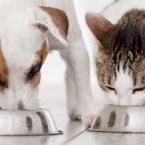 pet food Zanzibar